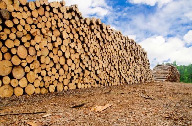 歐洲原木和木材貿易將在未來幾年發生變化