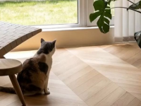 富林地板：養貓能不能鋪木地板？